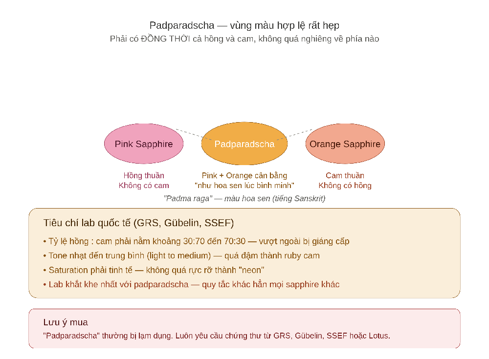 Padparadscha color zone — giao điểm tinh tế giữa pink và orange